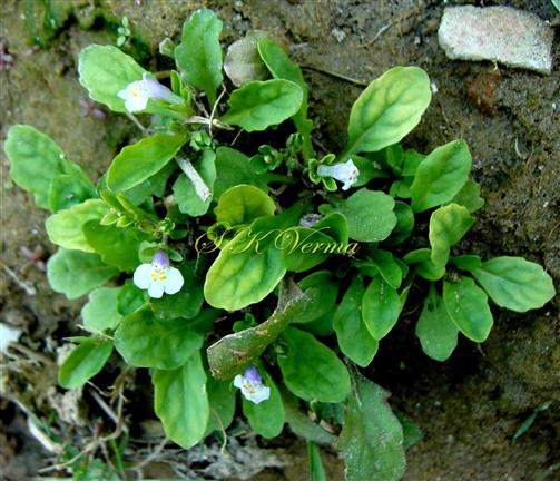  Basal leaves